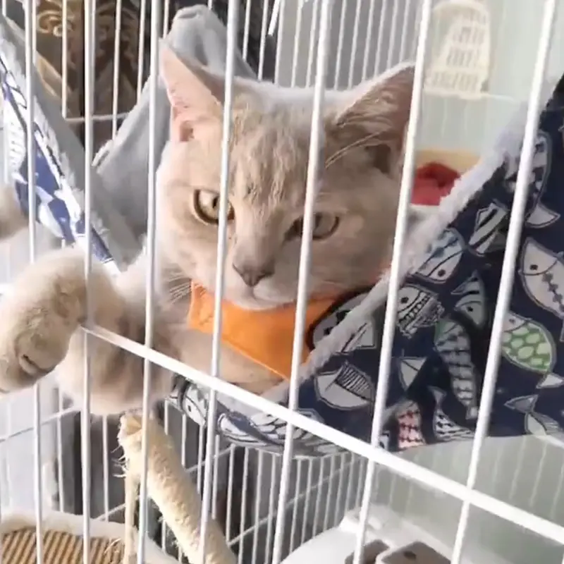 Võng Mèo, Khóa Có Thể Điều Chỉnh Vải Bố Thoáng Khí, Giường Treo Mềm Cho Thú Cưng, Thích Hợp Cho Mùa Hè, [DR] 2
