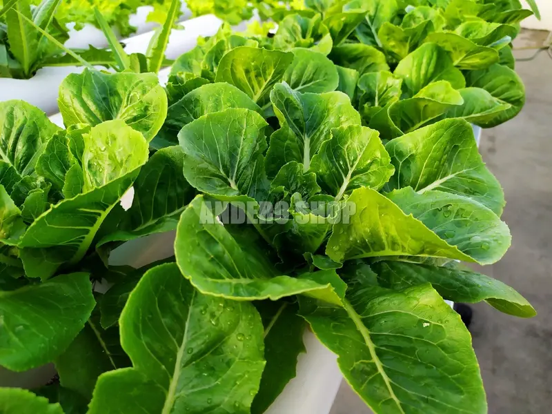 Nutrisi Hidroponik AB Mix Sayur Daun 1 Liter Paramudita Nutrient 2