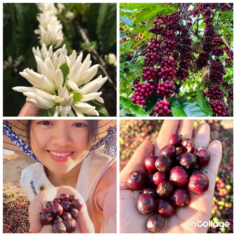 500GR CÀ PHÊ NGUYÊN CHẤT ĐẶC BIỆT VỊ ĐẬM ĐÀ THƠM DỊU NHẸ 4