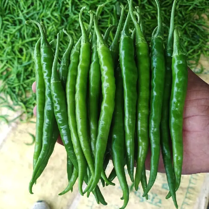 [Seeds] Hạt giống ớt ngọt trái dài RD539, đóng gói 0.5gr