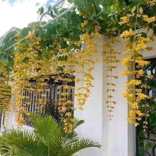 LAN HOÀNG DƯƠNG ĐẸp  Top 1 dòng Leo khoẻ, hoa nở quanh năm    Cây ít rụng lá,hoa nở lâu tàn   Cho Leo giàn hoặc thả rủ ban công , hay cho leo cổng hay Tường bao đều đẹp