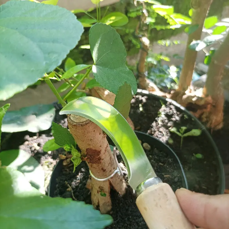 pisau stek tanaman Stainless 4