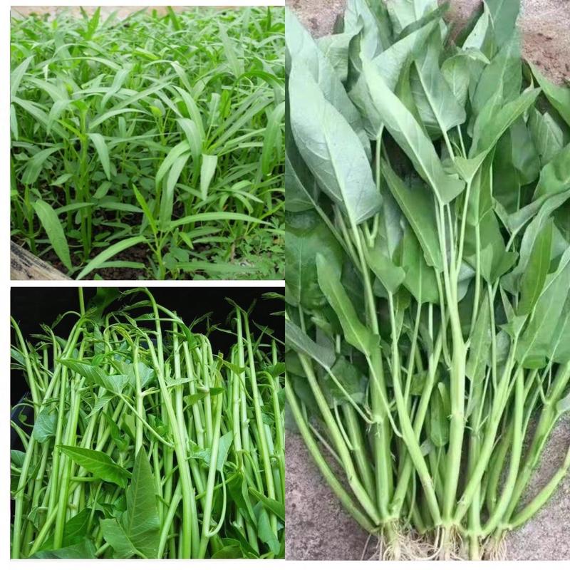 Hạt giống rau muống các loại (lá tre - siêu ngọn - 3 chạc)
