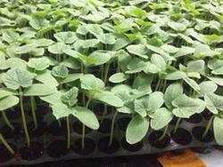 Product Introduction of 30 seed benih labu air 5