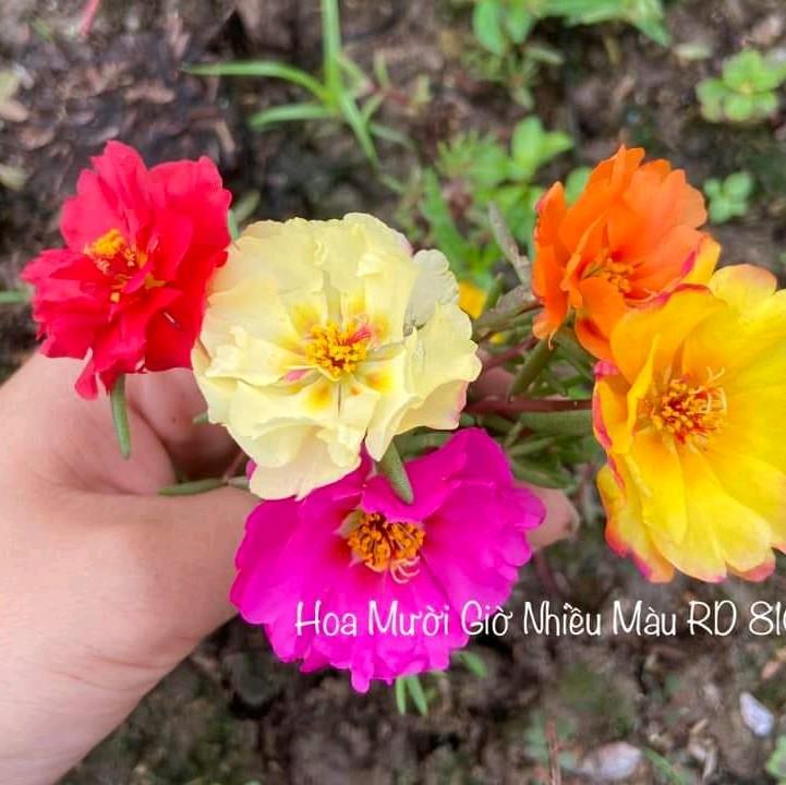Hạt giống hoa Mười giờ nhiều màu RD810 - Gói 0.1gr