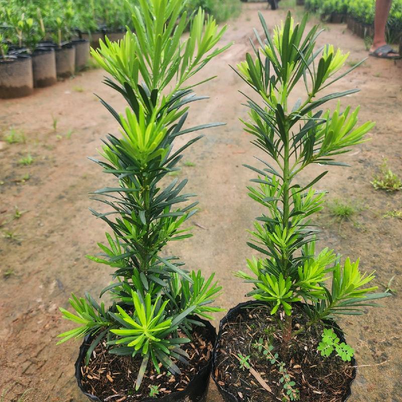Combo 10 Cây Tùng La Hán Giống Cao 25-30cm - Sức Sống Kiên Cường, Tinh Thần Đấu Tranh 3