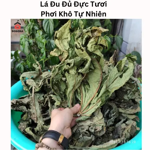 500gram Lá Cây Đu Đủ Đực Tươi - Lá Đu Đủ Đực Phơi Khô Tự Nhiên. 2