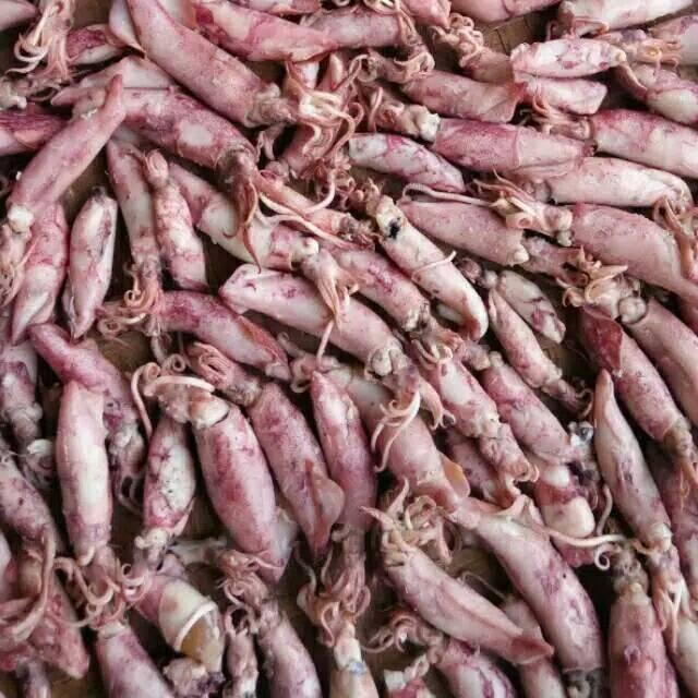 Cumi baby asin kering 1000 gram Food Goreng 0