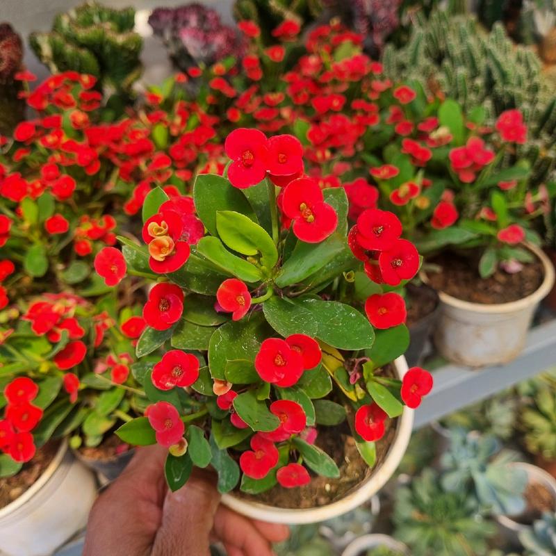 Chậu cây xương rồng bát tiên - cây giống mini, ra hoa quanh năm