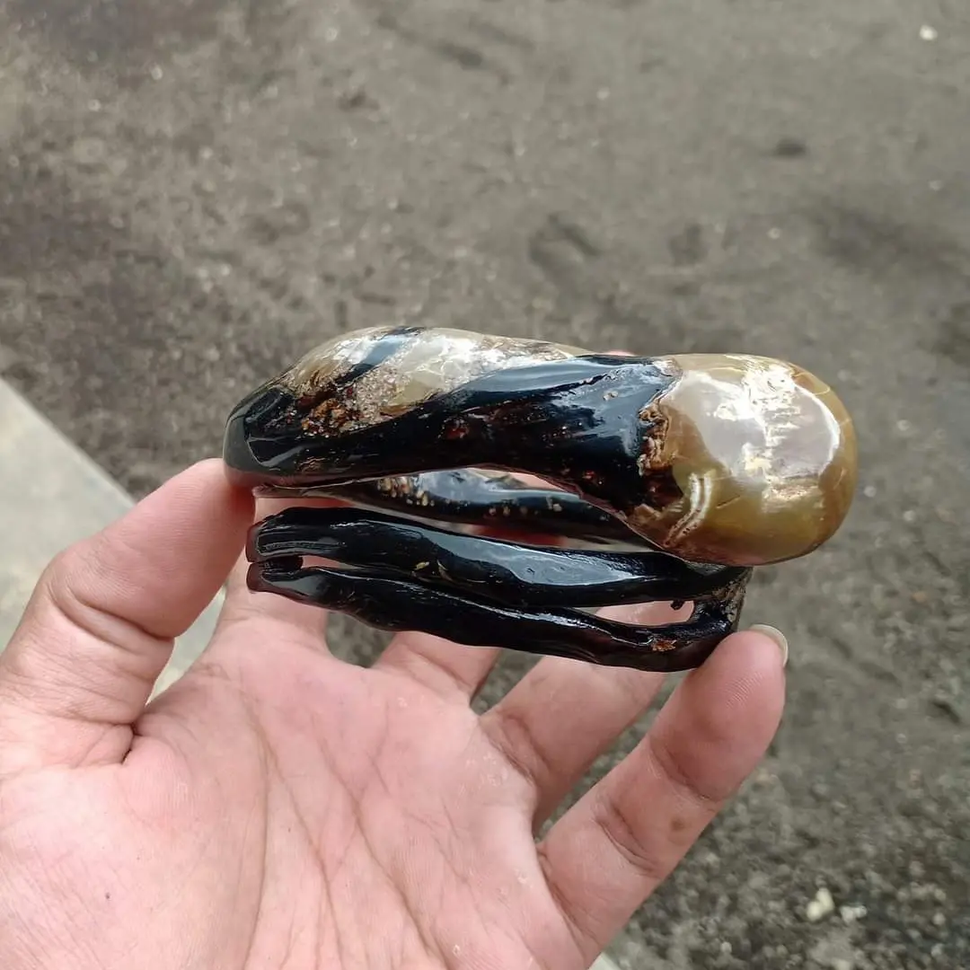 Gelang akar bahar bonggol cabang natural alami original dan berkualitas