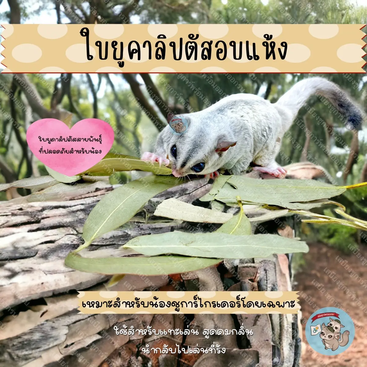 ( ใบยูคาลิปตัส ) EUCALYPTUS ยูคาลิปตัส ใบยูคา ลับฟัน ไม้แทะ ไม้แอปเปิ้ล ไผ่หวาน ขนม ชูก้า ชูการ์ ชูการ์ไกรเดอร์