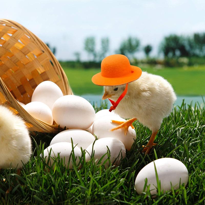 Product Introduction of Chicken Hamster Hat for Hens Tiny Pets Funny Accessories Farm Hen Top Hat for Rooster Duck Parrot Poultry Stylish Show Costume 14