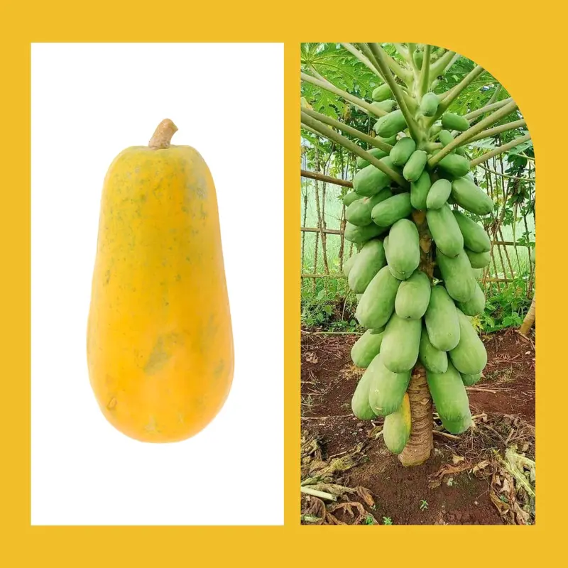 BIJI BENIH PEPAYA CALIFORNIA MANDIRI AGRO SEEDS 2