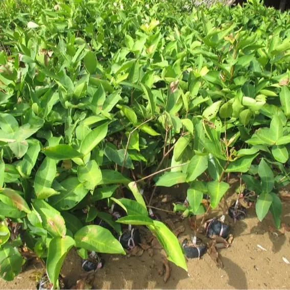 Cây roi đỏ( mận đỏ) Thái Lan không hạt - roi đỏ An Phước cây ghép mắt nhanh cho quả 4