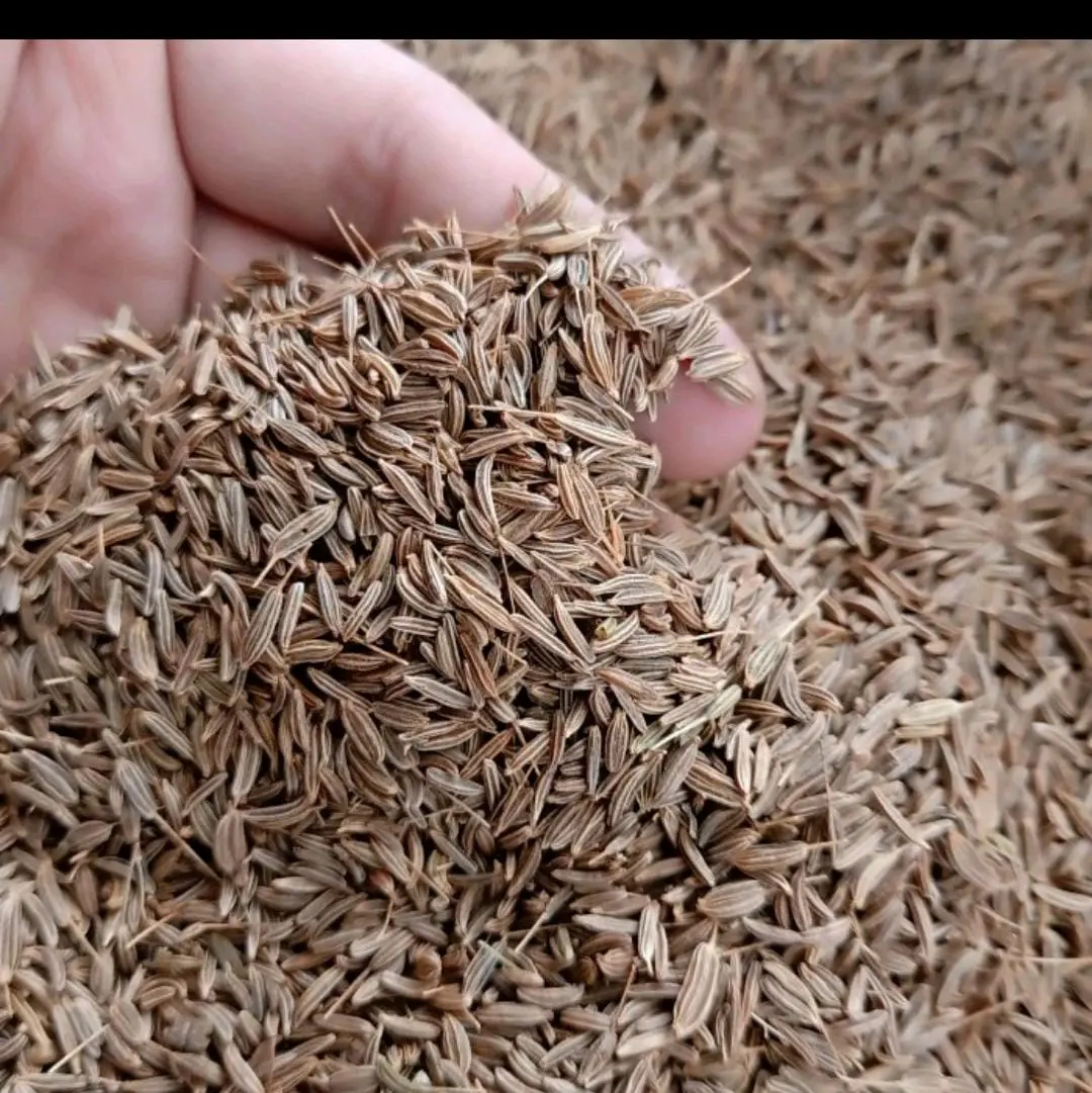 Jinten utuh / Cumin Seeds - 50 Gram Premium