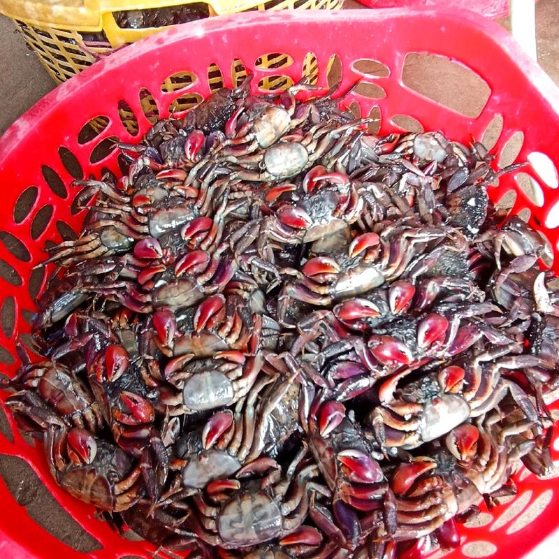 Hủ 500gram ba khía muối Cà Mau con cái nhiều gạch thơm ngon 0
