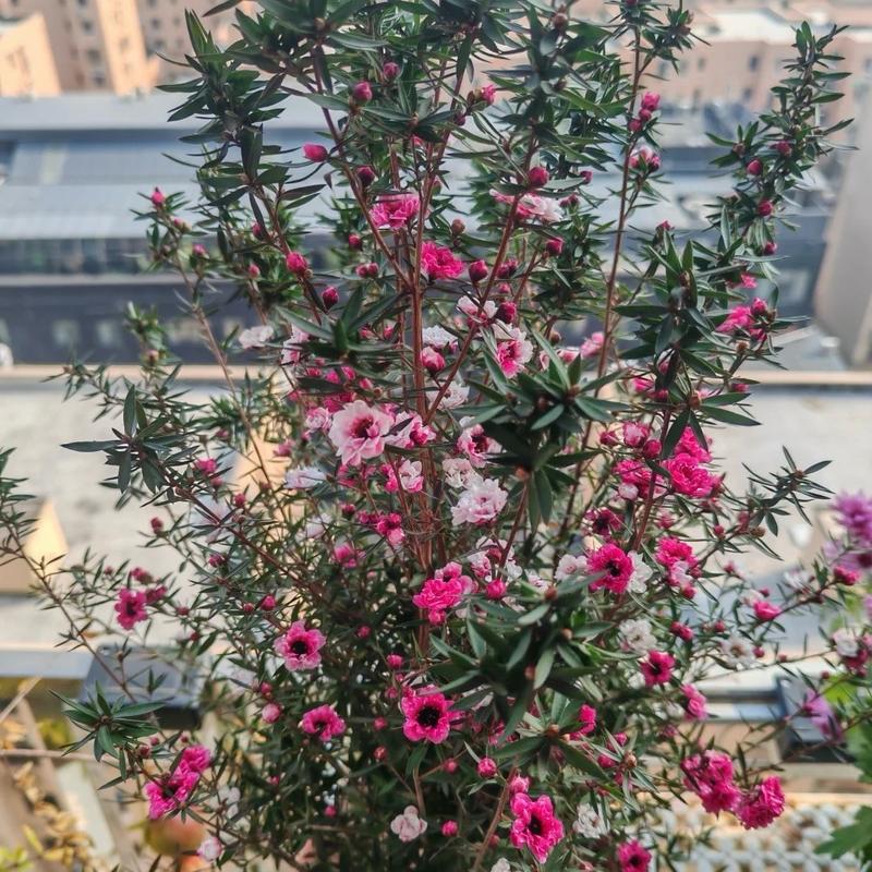 Cây hoa Nhất Chi Mai  - Cây Tùng Tuyết Mai - Cây đang sum hoa nụ