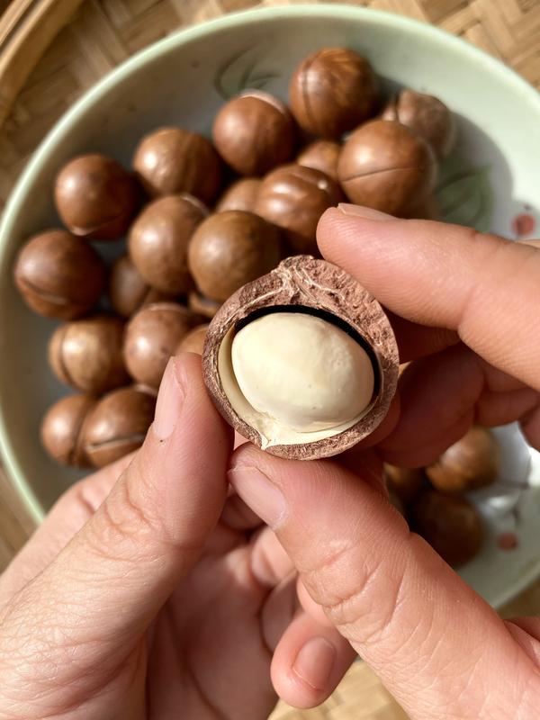 Hạt Macca Đắk Lắk size trung Hana Ban Mê mới sấy size >23mm