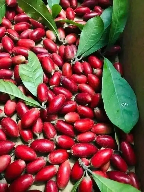 Cây giống Thần Kỳ- Synsepalum dulcificum- cây cảnh sinh trưởng khỏe 4