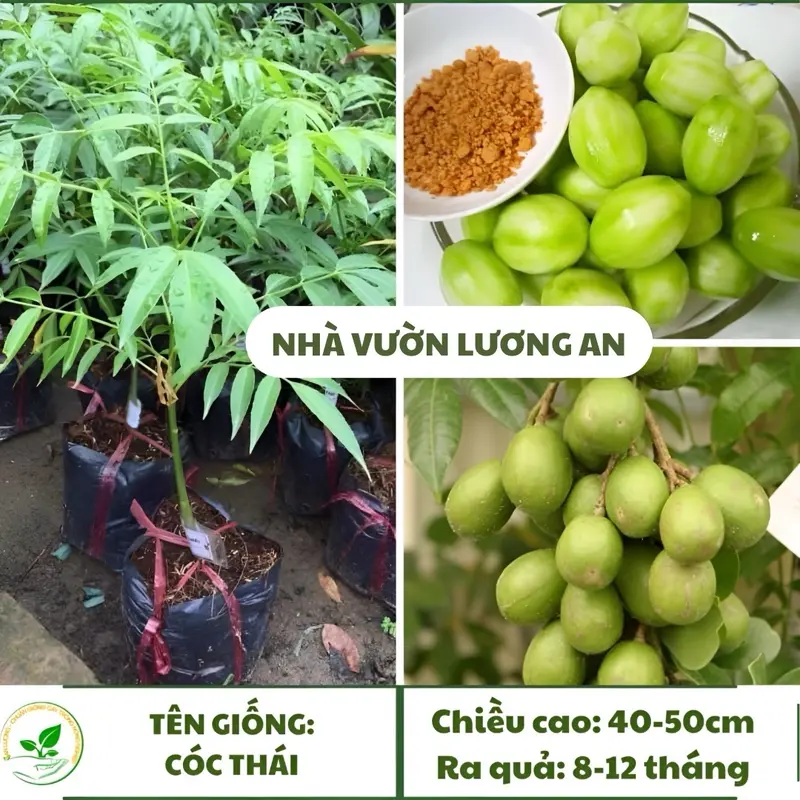 Cây giống Cóc Thái dễ trồng, sai quả, sạch sâu bệnh ổi giống  cây siêu  thị ăn 1