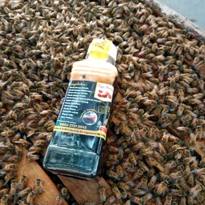 madu hitam asli murni madu mentah 280 gram