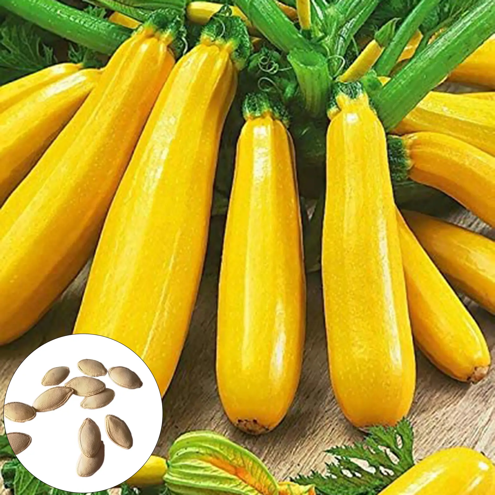 Hạt Bí, 25 Cái, Dễ Nảy Mầm, Chịu Khô Hạn, Tươi, Phát Triển Nhanh, Hạt Rau Củ Ngoài Trời, Thích Hợp Cho Sân, Trồng Trong Mưa