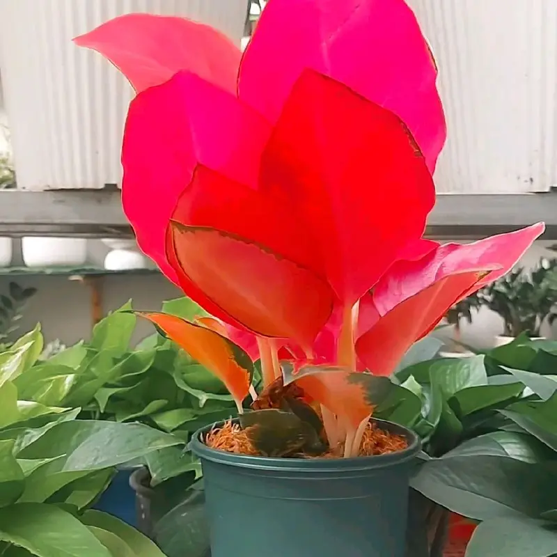 Cây Hồng Huyết ( chậu 2 thân ), giống mới, cây trong nhà 1