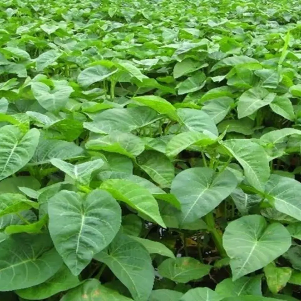 150 SEED - Benih Kangkong Daun Besar | Big Leaf Water Spinach Seed