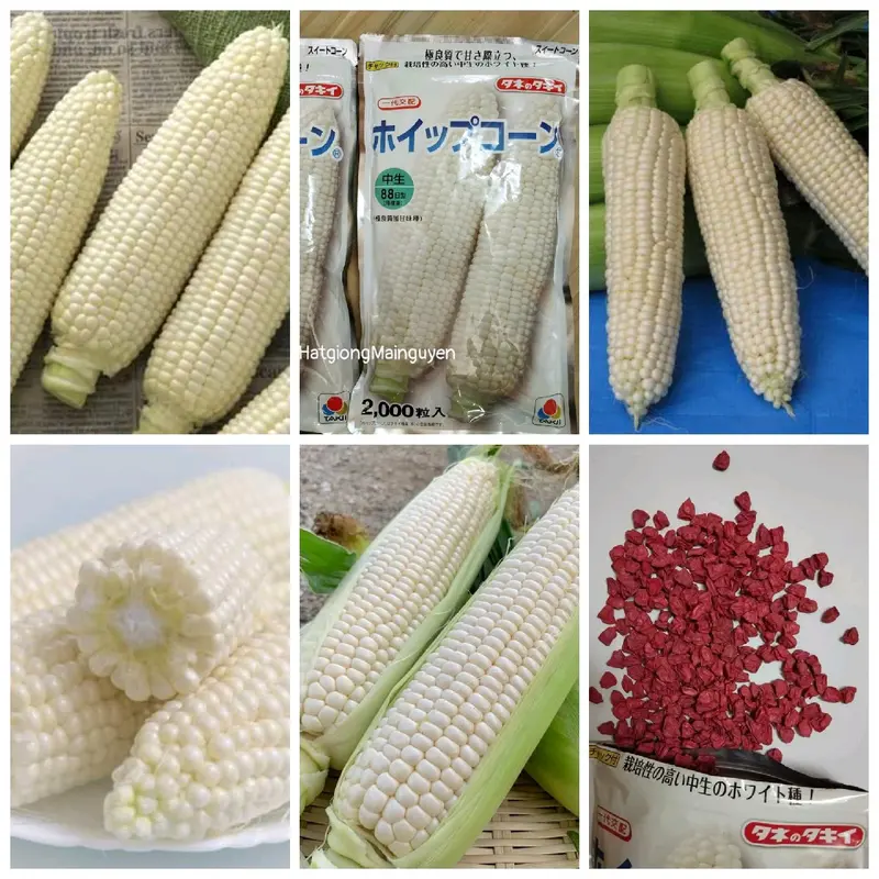 Hạt giống ngô sữa bông Nhật Bản F1- Ngô ngọt ăn sống 0