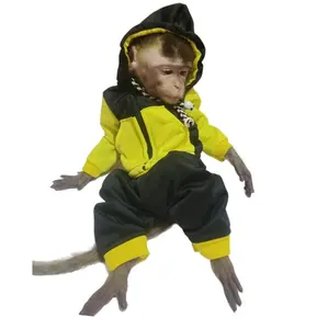 Jaket Hewan Monpai Beruk Lutung