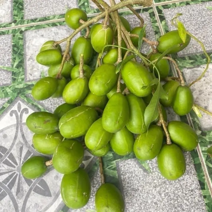 Cây giống Cóc Thái dễ trồng, sai quả, sạch sâu bệnh ổi giống  cây siêu  thị ăn 2