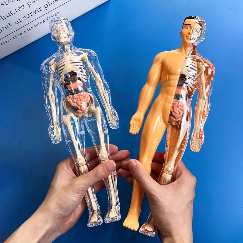 2025 Human Body Toy Human Skeleton Model Simulation Medical Assembly ...