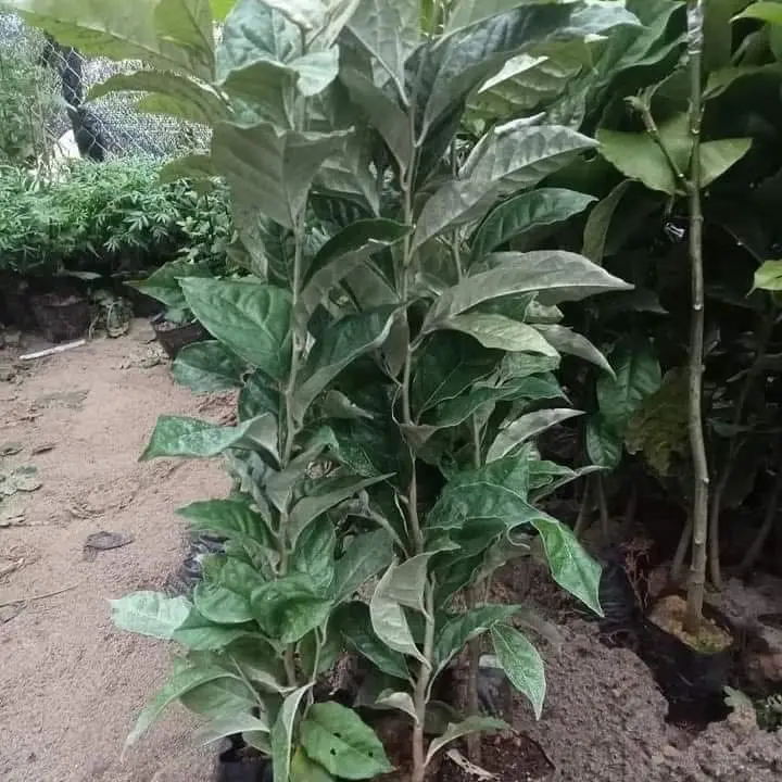 Combo 2 Cây giống Nhót Ngọt siêu trái