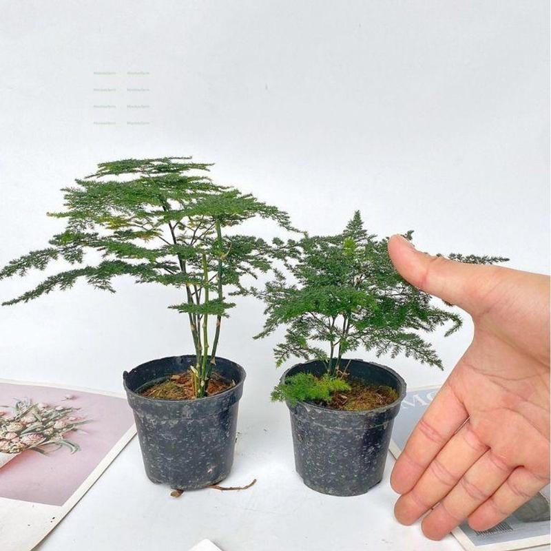 Product Introduction of Cây Thủy Tùng Mini - Chiều Cao 20cm, Trang Trí Bàn Làm Việc 64