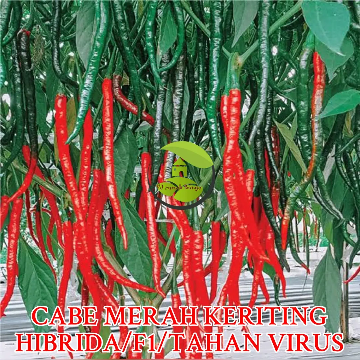 cabe merah keriting f1