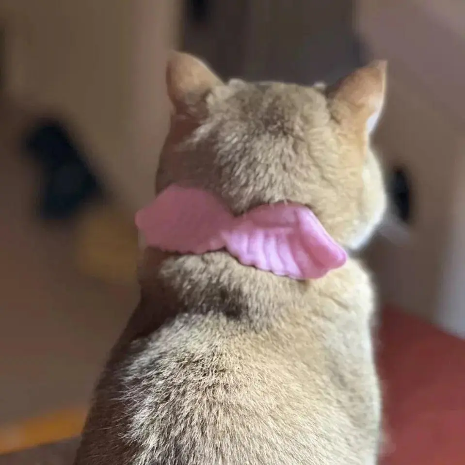 Angel Wings Pet Collar Invincible Cute Cat Collar