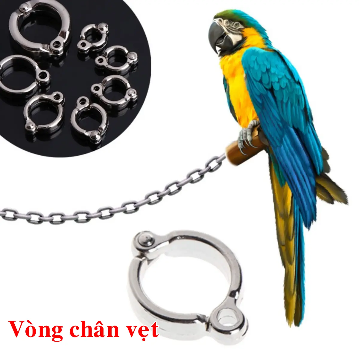 Vòng Chân Nhẫn Chân Đeo Cho Chim, Vẹt,... Để Đeo Xích Cho Chim Vẹt