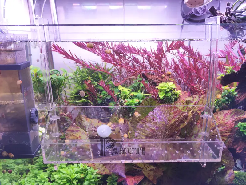 Hộp|Cốc|Khay acrylic trong suốt đựng phân nền trồng cây thủy sinh trang trí hồ cá 1