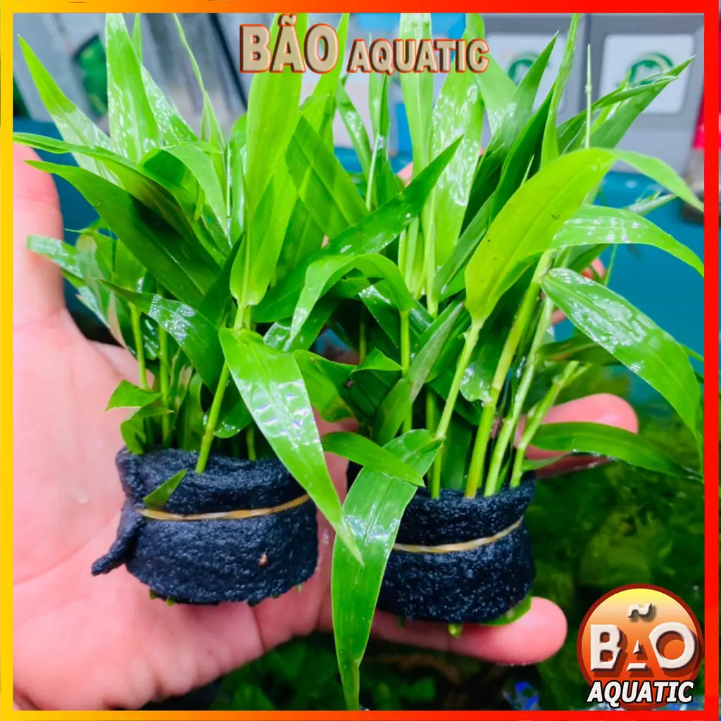 Tre Thuỷ Sinh 15 Cây Thuỷ Sinh Dễ Trồng Không Cần Co2