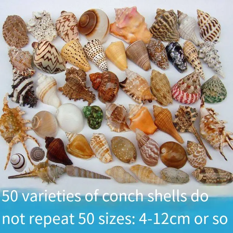 Natural Conch and Shell Starfish Fish Tank Aquarium Landscaping Decoration Shell Crafts Collection Small Gift