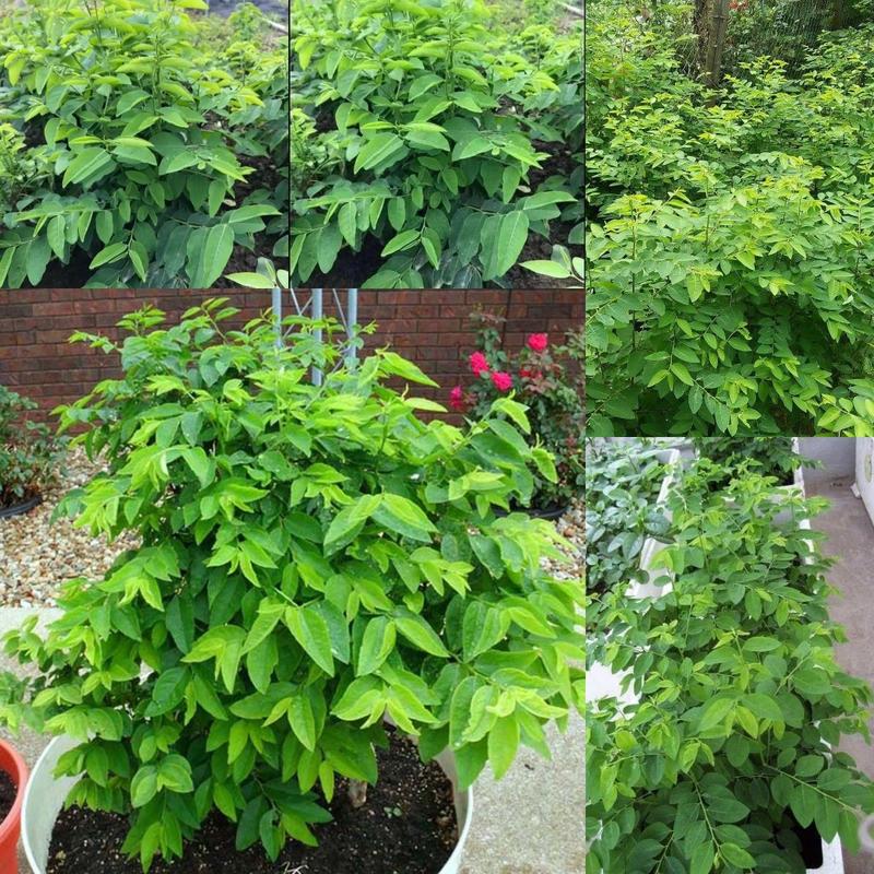 Hạt giống rau ngót - gói 50 hạt