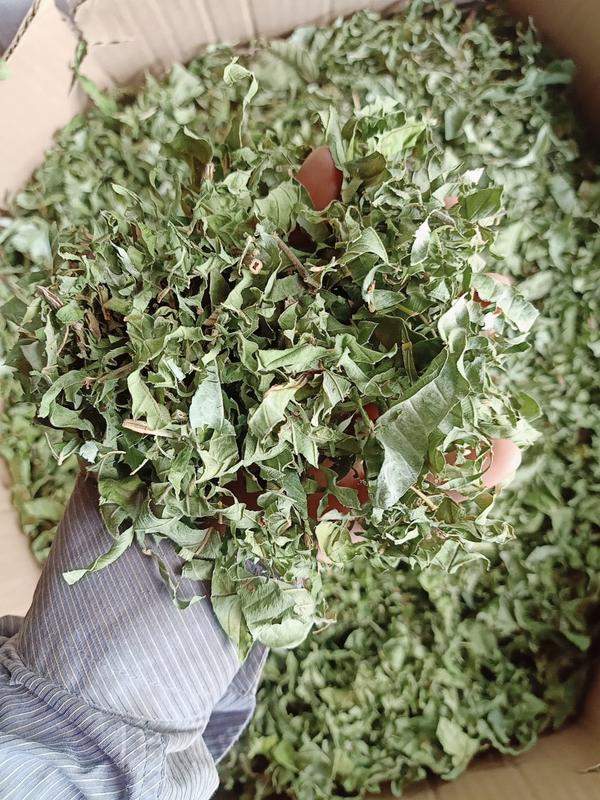 30 túi trà ổi x3gam, đọt ổi khô xay nhiễn, đóng túi zip giấy, trà thảo mộc trà thảo 6