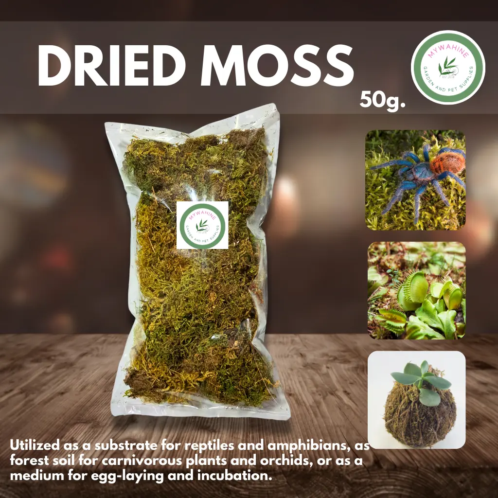 DRIED GREEN MOSS NATURAL MOSS BEDDING SUBSTRATE PLANT TOPPER