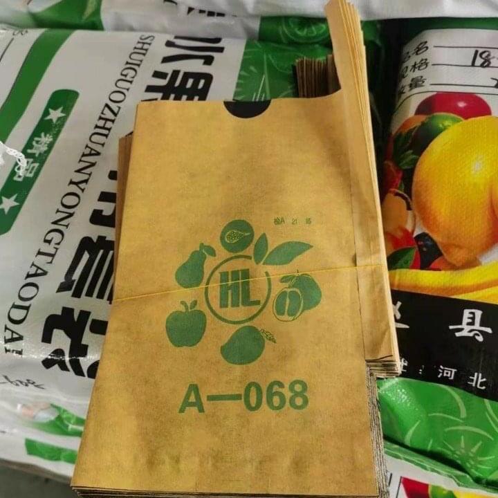 100 túi bao xoài giấy vàng 2 lớp cỡ 22x34cm 2