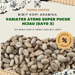 Bibit Kopi Arabika Ateng Super Pucuk Hijau Asli 1kg - Benih Biji Kopi Siap Semai - Pohon