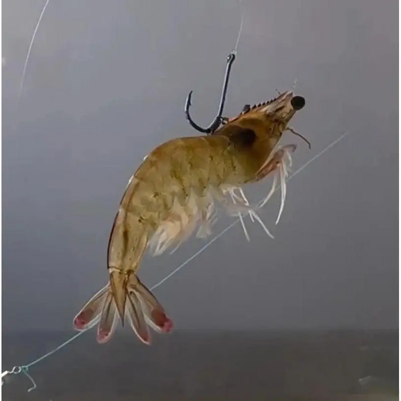 Shrimp Hook Bait, Shrimp Hook, Floating Shrimp Bait, Special for Sea Bass and Grouper, With Spring, Back Hook
