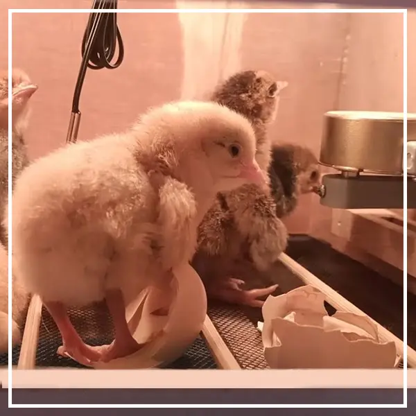 SUBATECH Mesin Tetas Telur Full Otomatis Kap. 50 Rak Roller Penetas Ayam Bebek Burung 3