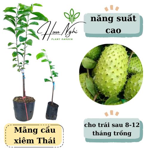 Cây giống Mãng cầu xiêmThái ghép chất lượng cao, cây mãng cầu, mãng cầi xiêm