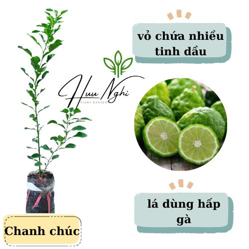Cây giống Chanh chúc (chanh Thái), chanh ăn lá, cây chanh chúc