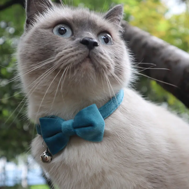 Luxury velvet cat collar with bow tie & Bell-premium soft material, adjustable for small cats